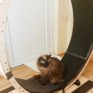 cat running wheel mk1 full view cat for scale